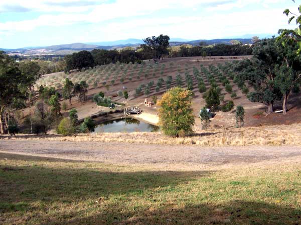Grovedale Olives The dam and Olive grove