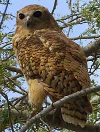 Pel's Fishing Owl - click to read more