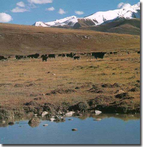 The Bayankala Mountians. The source of the Yellow River is a basin at the foot of these mountains.