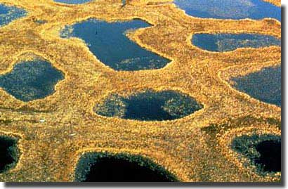 Polygon Ponds at the Delta of the Lena River. Photograph by Hartmut Jungius