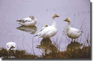 Snowgeese found on the Mackenzie River