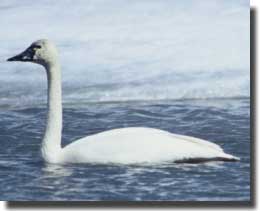 The Tundra Swan found on the Mackenzie River