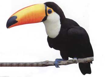 The Toucan only found in the environs of the Amazon River